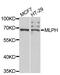 Melanophilin antibody, MBS129843, MyBioSource, Western Blot image 