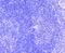 Myocyte Enhancer Factor 2A antibody, NBP2-66943, Novus Biologicals, Immunohistochemistry paraffin image 