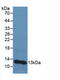 Beta-2-Microglobulin antibody, MBS2003374, MyBioSource, Western Blot image 