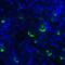 TNF Superfamily Member 14 antibody, RF16061, ProSci, Immunofluorescence image 