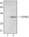 G Protein-Coupled Receptor 83 antibody, LS-C40821, Lifespan Biosciences, Western Blot image 