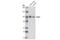 Glutamate Ionotropic Receptor AMPA Type Subunit 3 antibody, 5117S, Cell Signaling Technology, Western Blot image 