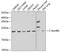 Cilia And Flagella Associated Protein 20 antibody, 22-697, ProSci, Western Blot image 