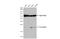 Ubiquitin-like protein ATG12 antibody, GTX124181, GeneTex, Western Blot image 