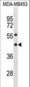 Transcriptional repressor protein YY1 antibody, LS-C157384, Lifespan Biosciences, Western Blot image 