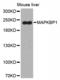 Mitogen-Activated Protein Kinase Binding Protein 1 antibody, LS-C332205, Lifespan Biosciences, Western Blot image 