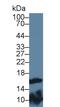 Fatty Acid Binding Protein 9 antibody, MBS2026720, MyBioSource, Western Blot image 