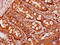 Bone Morphogenetic Protein 4 antibody, LS-C318250, Lifespan Biosciences, Immunohistochemistry frozen image 