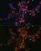 Septin-4 antibody, GTX64518, GeneTex, Immunofluorescence image 