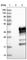 RCAN Family Member 3 antibody, HPA034533, Atlas Antibodies, Western Blot image 