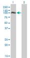 Neuronal PAS Domain Protein 2 antibody, H00004862-M03, Novus Biologicals, Western Blot image 