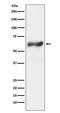 Fos Proto-Oncogene, AP-1 Transcription Factor Subunit antibody, M00297, Boster Biological Technology, Western Blot image 