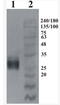 GFRA4 antibody, AP33458PU-N, Origene, Western Blot image 