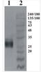 GDNF Family Receptor Alpha 4 antibody, AP33458PU-N, Origene, Western Blot image 