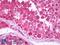 NCK Adaptor Protein 1 antibody, LS-B7146, Lifespan Biosciences, Immunohistochemistry frozen image 