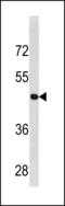 Cyclin B2 antibody, LS-C203890, Lifespan Biosciences, Western Blot image 