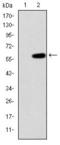 Mitogen-Activated Protein Kinase Kinase Kinase 2 antibody, GTX60504, GeneTex, Western Blot image 