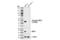 Mitogen-Activated Protein Kinase Kinase 1 antibody, 26975S, Cell Signaling Technology, Western Blot image 