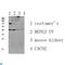 C-C Motif Chemokine Receptor 5 (Gene/Pseudogene) antibody, LS-C813355, Lifespan Biosciences, Western Blot image 