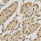 X-Ray Repair Cross Complementing 3 antibody, A01068, Boster Biological Technology, Immunohistochemistry frozen image 