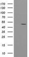 Protein O-Fucosyltransferase 2 antibody, CF504983, Origene, Western Blot image 