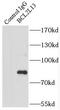 BCL2 Like 13 antibody, FNab00846, FineTest, Immunoprecipitation image 