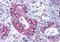 Atypical Chemokine Receptor 3 antibody, orb84855, Biorbyt, Immunohistochemistry paraffin image 