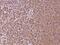 DnaJ Heat Shock Protein Family (Hsp40) Member B14 antibody, 202489-T08, Sino Biological, Immunohistochemistry paraffin image 