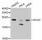 Ras Homolog Family Member C antibody, abx125391, Abbexa, Western Blot image 