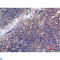 Cyclin B1 antibody, LS-C813694, Lifespan Biosciences, Immunohistochemistry paraffin image 