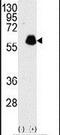 Paxillin antibody, PA5-13409, Invitrogen Antibodies, Western Blot image 