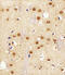 Actin Like 6A antibody, MBS9206805, MyBioSource, Immunohistochemistry frozen image 