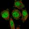 Dihydrouridine Synthase 3 Like antibody, HPA062846, Atlas Antibodies, Immunofluorescence image 