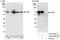 Paraspeckle Component 1 antibody, A303-205A, Bethyl Labs, Western Blot image 