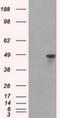 Heterogeneous Nuclear Ribonucleoprotein F antibody, NBP2-02221, Novus Biologicals, Western Blot image 