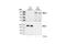 Insulin Receptor Substrate 2 antibody, 4502S, Cell Signaling Technology, Western Blot image 