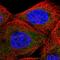 Transducin beta-like protein 2 antibody, HPA051533, Atlas Antibodies, Immunofluorescence image 