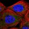 Transducin Beta Like 2 antibody, HPA051533, Atlas Antibodies, Immunofluorescence image 