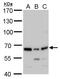 Paraspeckle Component 1 antibody, PA5-35958, Invitrogen Antibodies, Western Blot image 