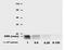 CD9 Molecule antibody, AM26023PU-N, Origene, Western Blot image 