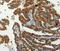 Serpin A9 antibody, MBS2517509, MyBioSource, Immunohistochemistry frozen image 