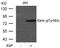 Ezrin antibody, 79-133, ProSci, Western Blot image 