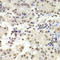 RuvB Like AAA ATPase 1 antibody, LS-C334243, Lifespan Biosciences, Immunohistochemistry frozen image 