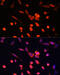 Phosphoinositide 3 kinase, p110 gamma antibody, 16-869, ProSci, Immunofluorescence image 