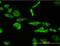 Lysosomal acid phosphatase antibody, orb94613, Biorbyt, Immunofluorescence image 