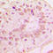 p15-INK4b antibody, LS-C351981, Lifespan Biosciences, Immunohistochemistry frozen image 