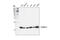 Profilin 1 antibody, 3246T, Cell Signaling Technology, Western Blot image 