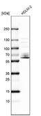 Spermatogenesis Associated 13 antibody, NBP1-90848, Novus Biologicals, Western Blot image 