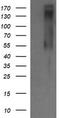 ERBB2 antibody, TA505803BM, Origene, Western Blot image 