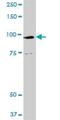 Golgin A1 antibody, H00002800-D01P, Novus Biologicals, Western Blot image 